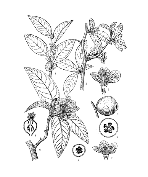 Natural compounds from  Chaenomeles speciosa